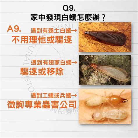 家裡有白蟻|白蟻怕什麼？防治消滅方法整理包：防堵白蟻入侵5點。